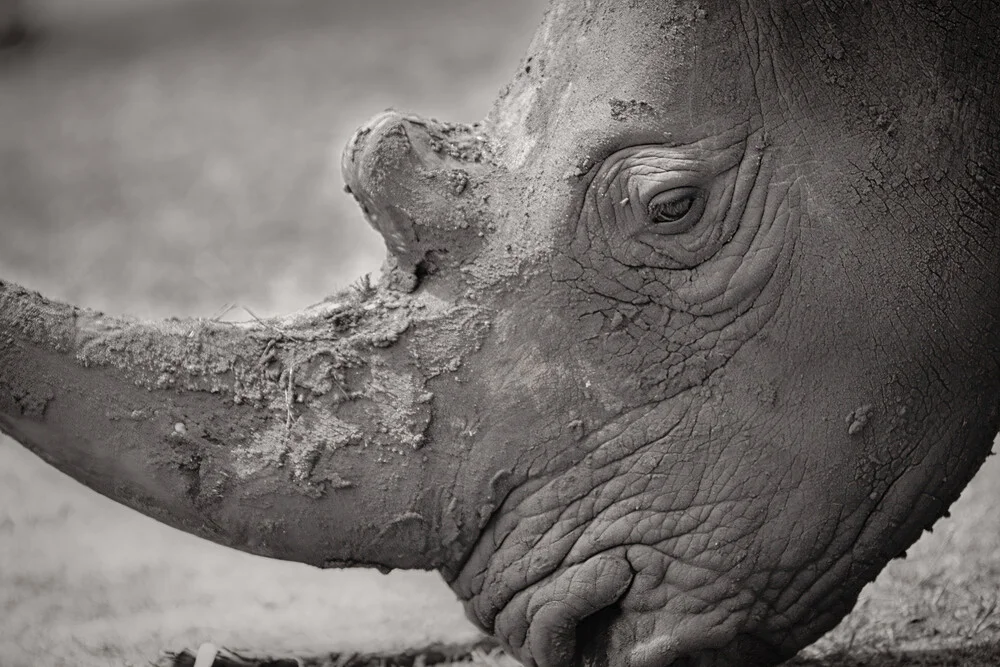 Portrait Rhino - Fineart photography by Dennis Wehrmann