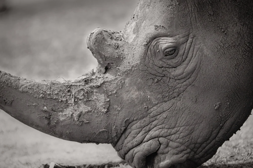 Portrait Nashorn - fotokunst von Dennis Wehrmann