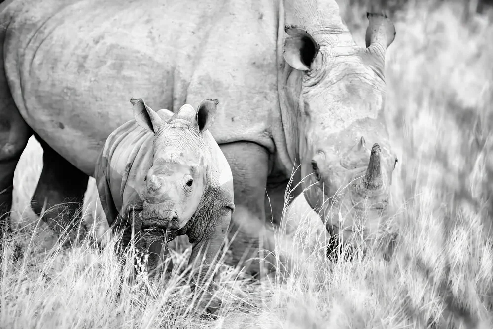 Portrait Rhino Bay and Mother - Fineart photography by Dennis Wehrmann