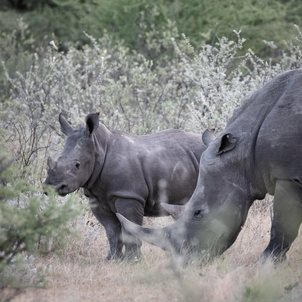 Portrait Rhino Baby with Mother - Fineart photography by Dennis Wehrmann