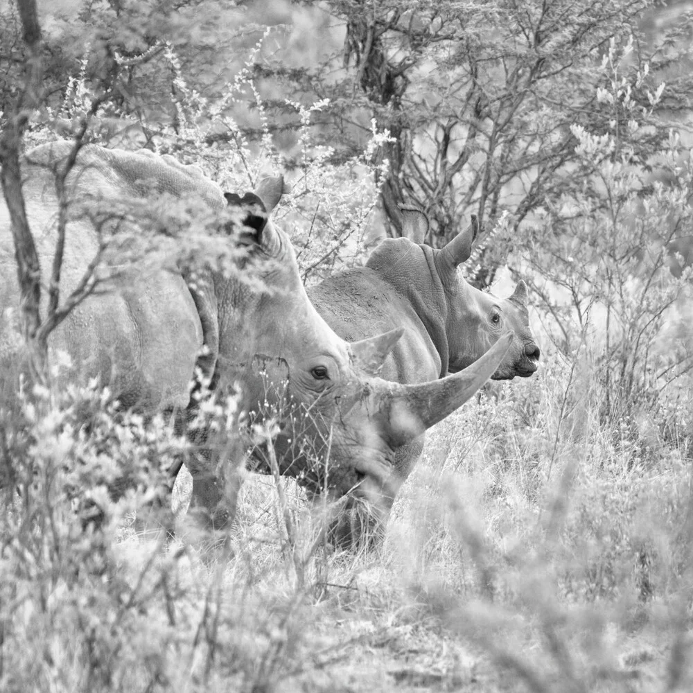 Portrait Rhino Baby and Mother - Fineart photography by Dennis Wehrmann