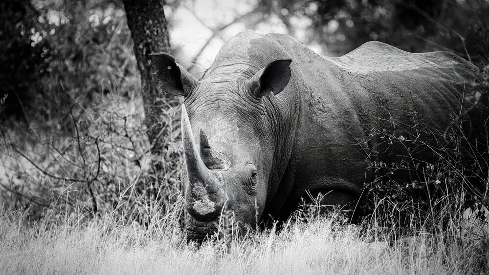 Portrait Nashorn - Bulle - fotokunst von Dennis Wehrmann