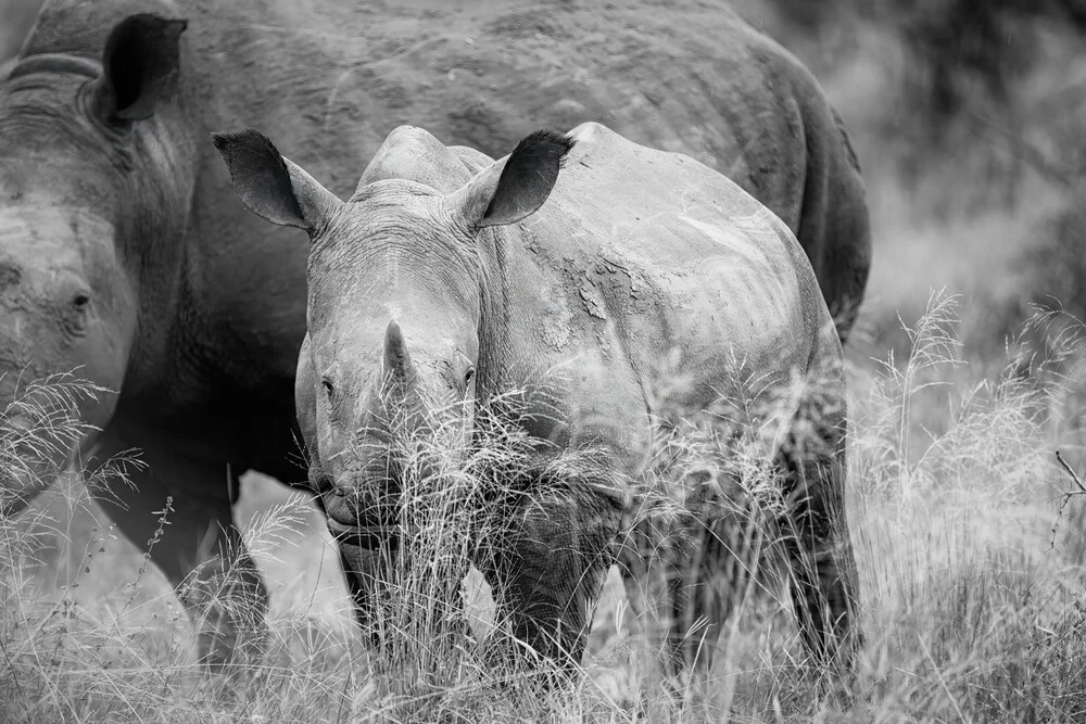 Portrait Rhino Baby - Fineart photography by Dennis Wehrmann