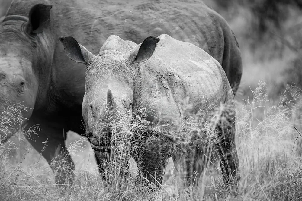 Dennis Wehrmann - 'Portrait Rhino Baby' | Photocircle.net