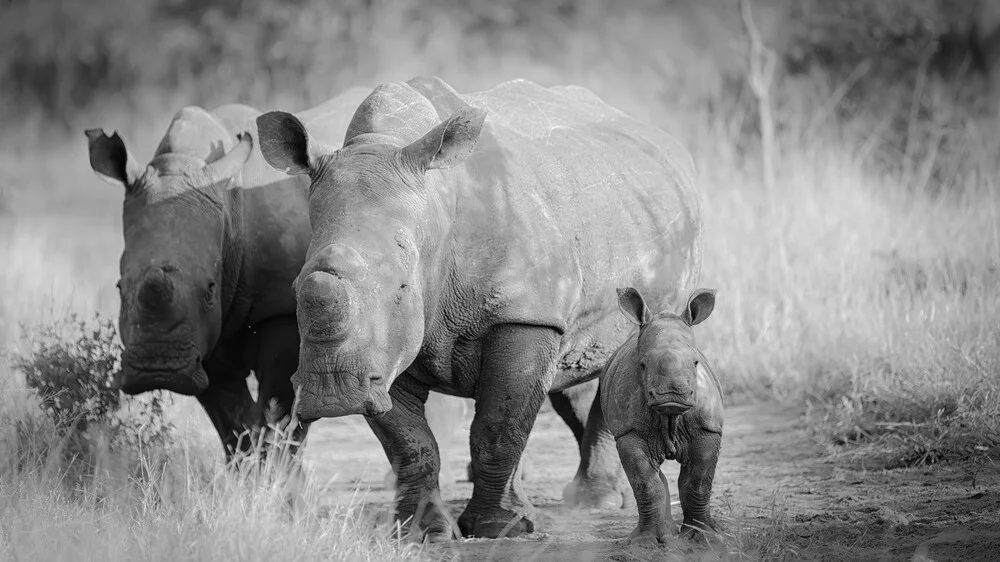 Portrait Rhino Family - Fineart photography by Dennis Wehrmann