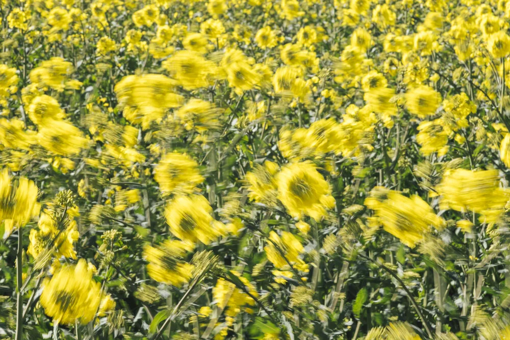 Dynamic rapeseed field - Fineart photography by Nadja Jacke