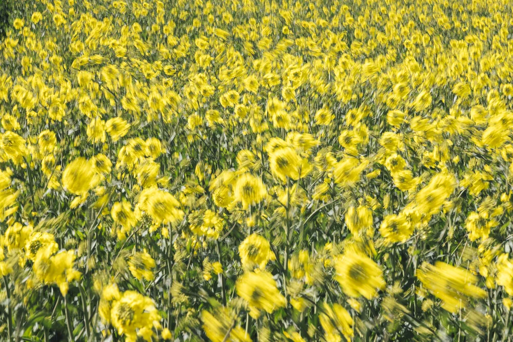Dynamic rapeseed field - Fineart photography by Nadja Jacke