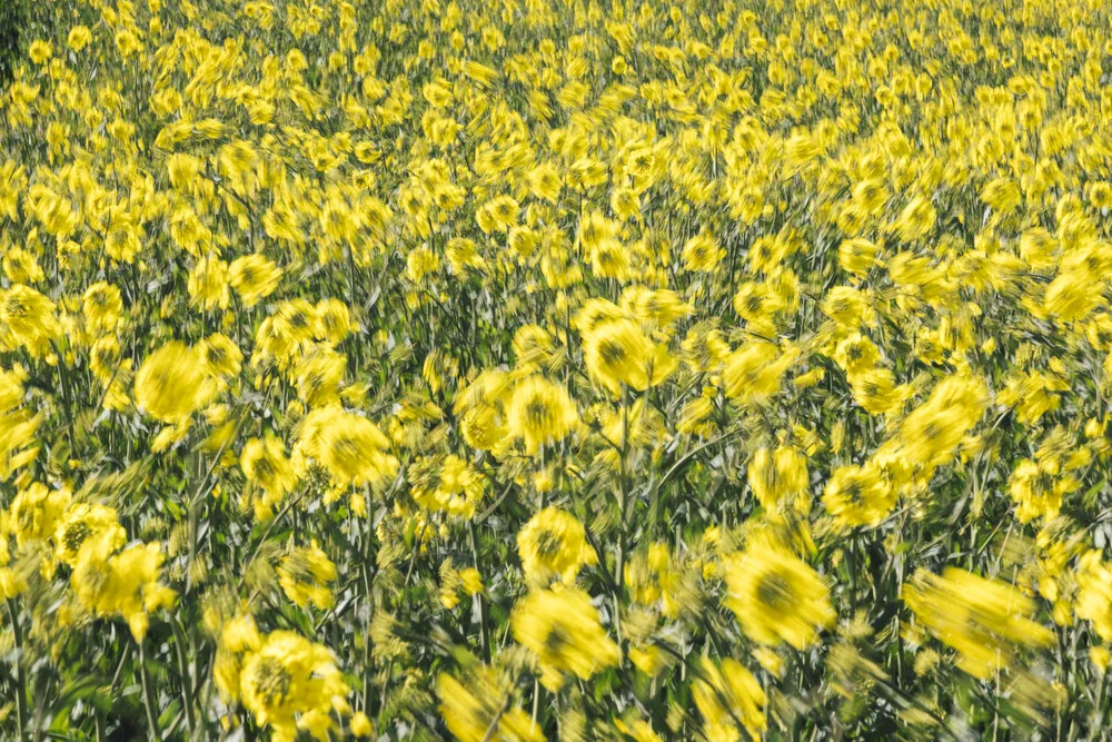 Rapsfeld mit Schwung - fotokunst von Nadja Jacke