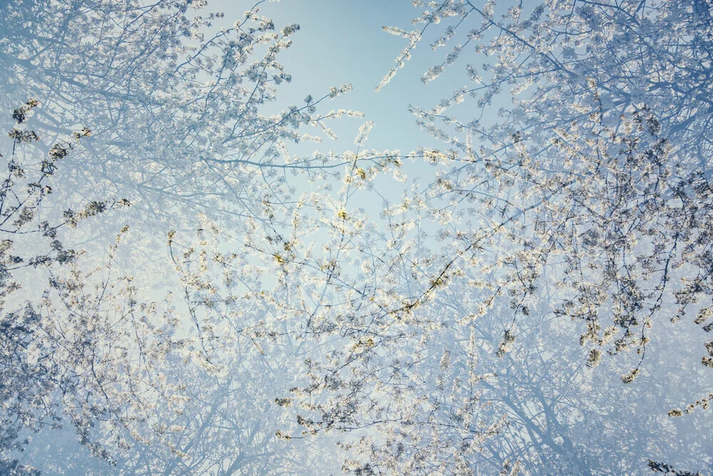 Kirschblüten - fotokunst von Nadja Jacke