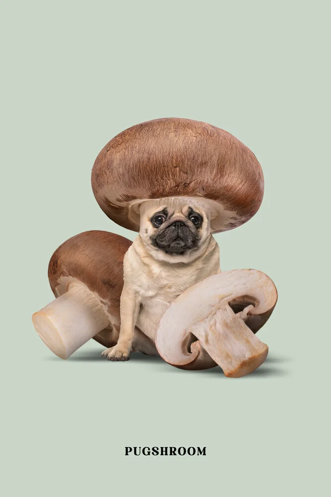 Pugshroom - fotokunst von Jonas Loose