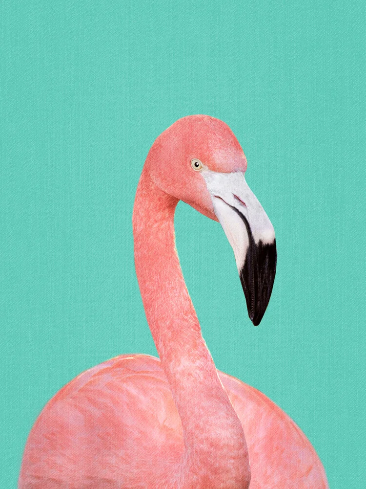 Flamingo in Blue - fotokunst von Gal Pittel