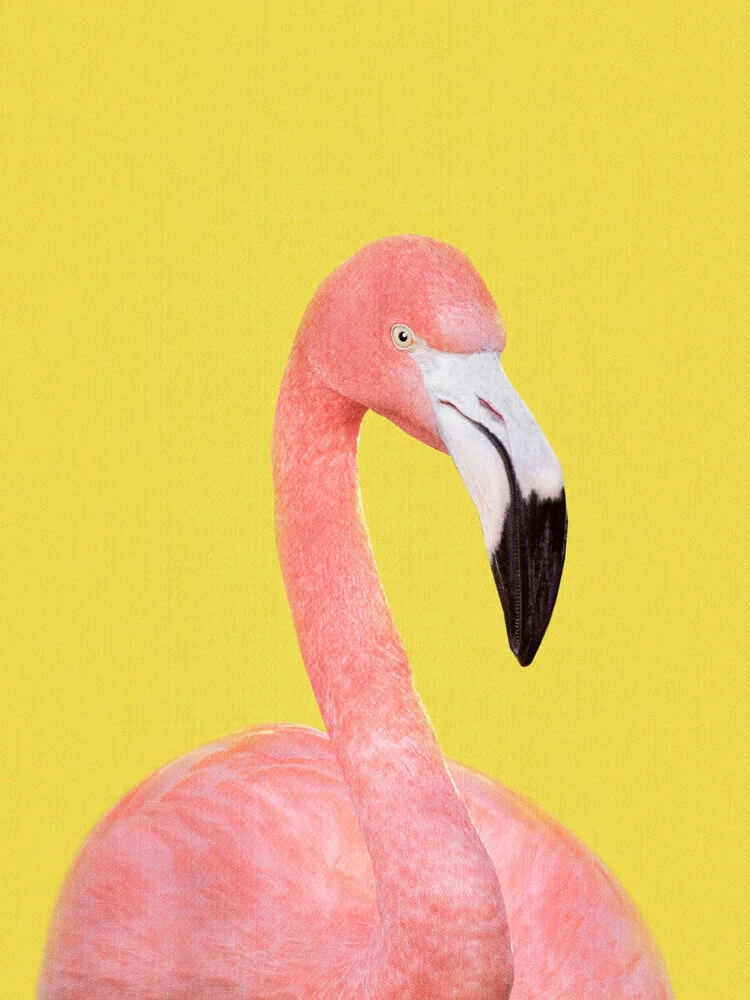 Flamingo in Yellow - fotokunst von Gal Pittel