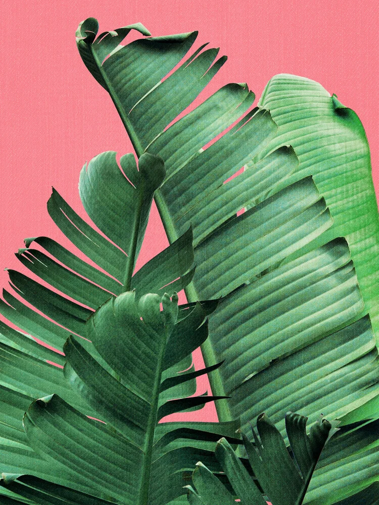 Banana Leaves in Pink - fotokunst von Gal Pittel