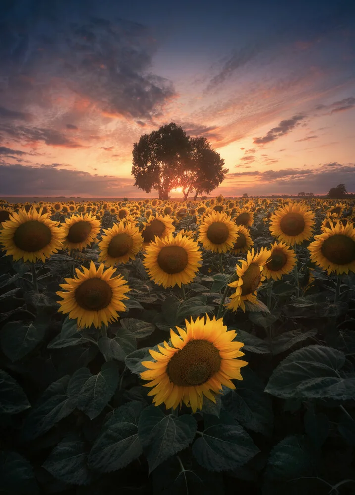 Photo art by Patrick Noack: sunflower field in golden evening light