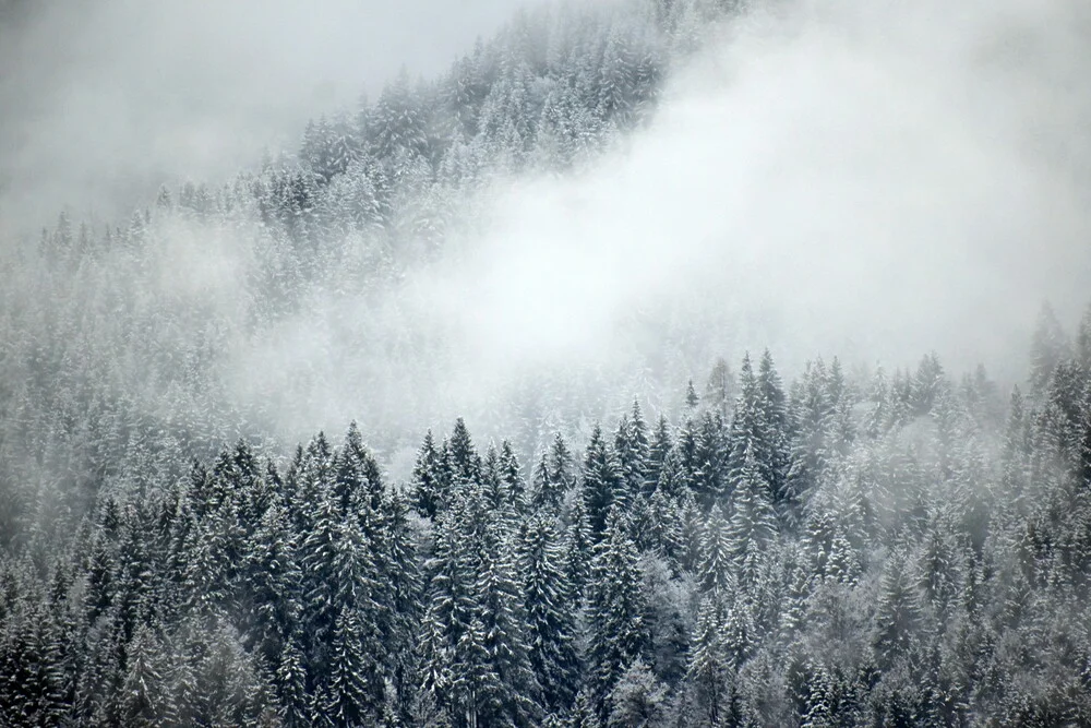 The Mountain Collection | Gloomy Forest - fotokunst von Lotte Wildiers