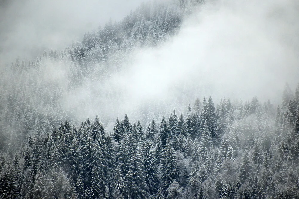 The Mountain Collection | Gloomy Forest - Fineart photography by Lotte Wildiers