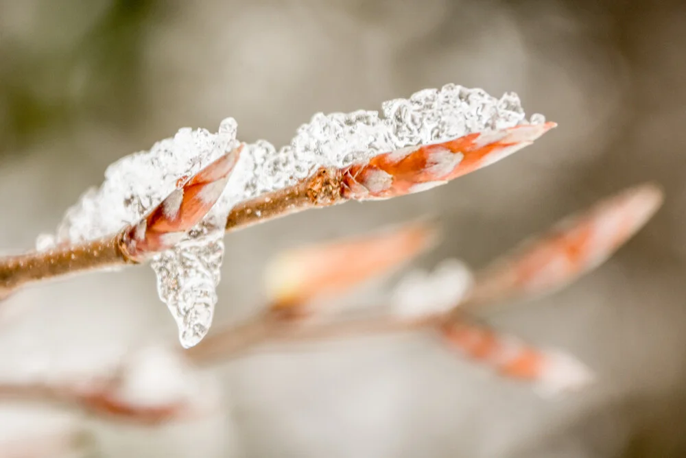 The Nature Collection | Frozen Spring - fotokunst von Lotte Wildiers