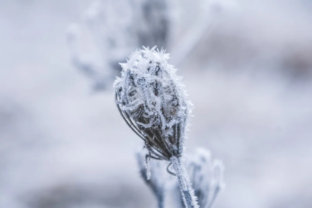 The Nature Collection | Frozen Flower - fotokunst von Lotte Wildiers