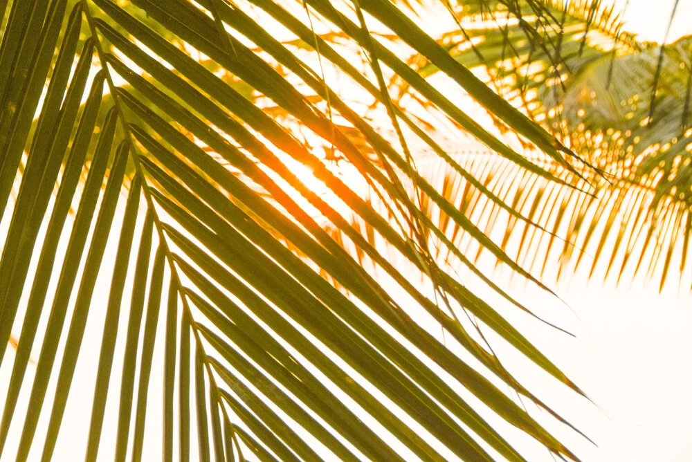The Nature Collection | Tropic Sunset - fotokunst von Lotte Wildiers