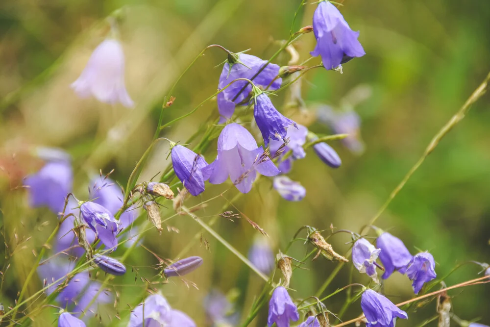 The Nature Collection | Wildflowers - fotokunst von Lotte Wildiers