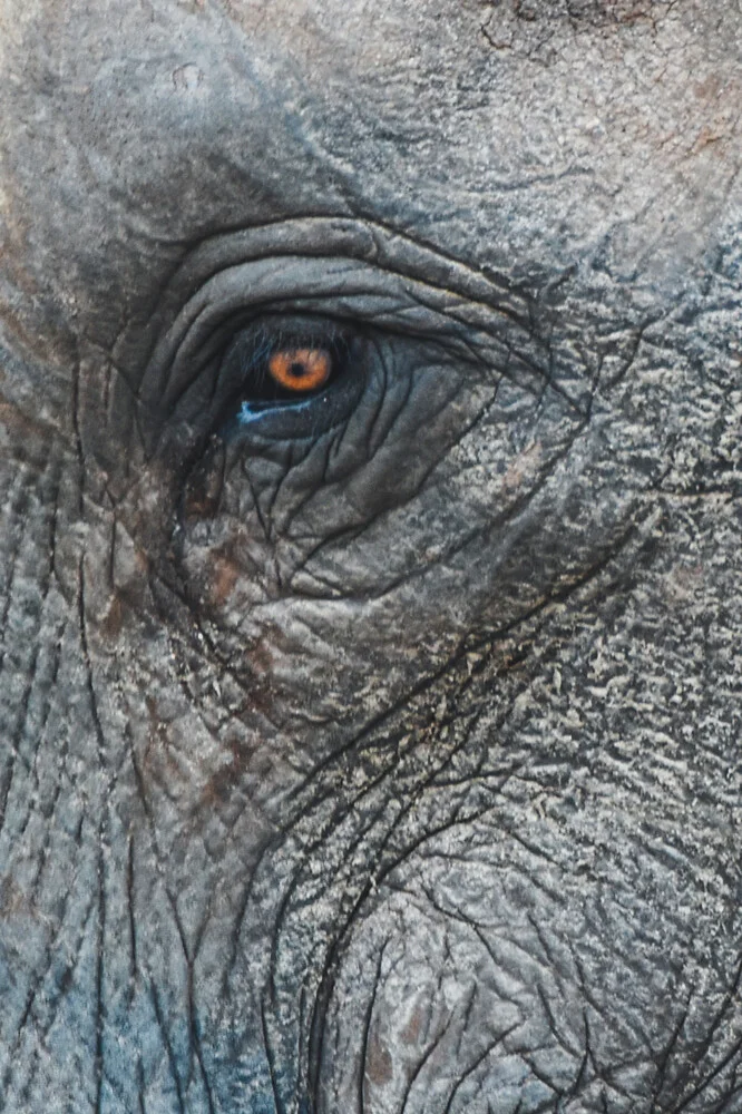 The Wildlife Collection | Elephant - fotokunst von Lotte Wildiers