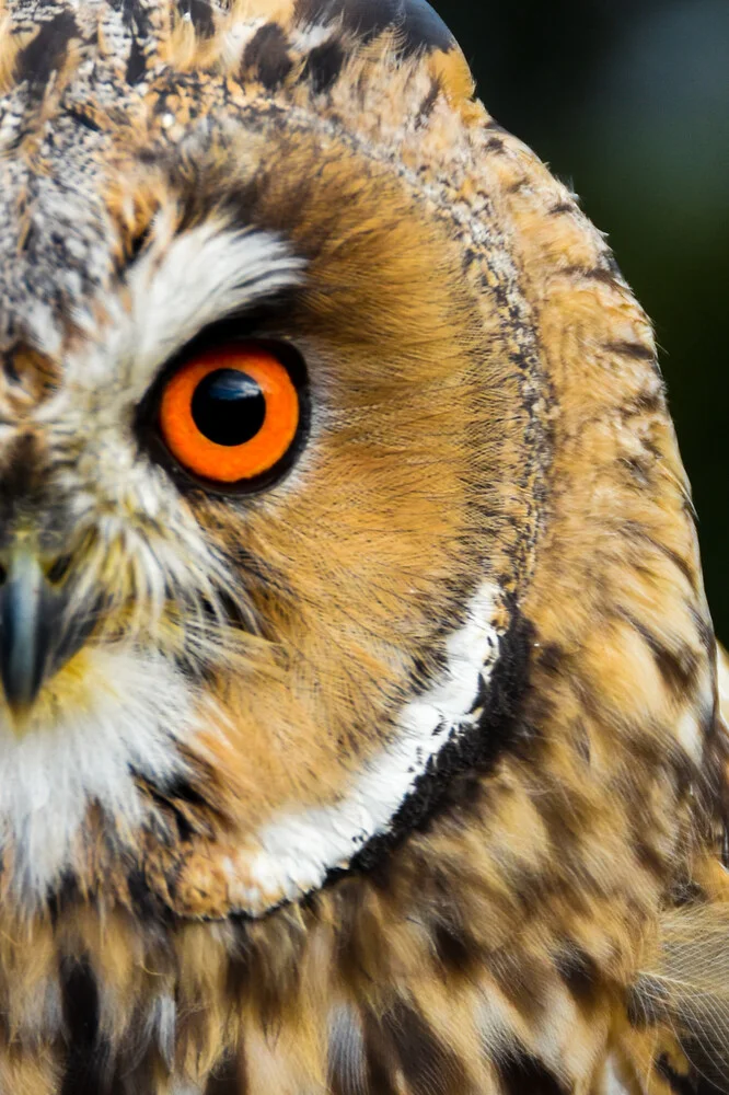 The Wildlife Collection | Owl - fotokunst von Lotte Wildiers