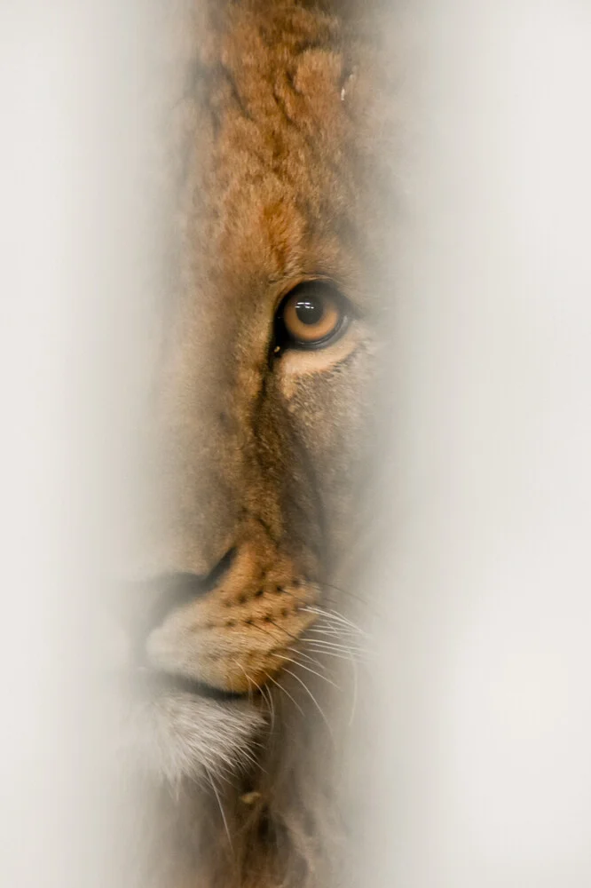 The Wildlife Collection | Lion - fotokunst von Lotte Wildiers