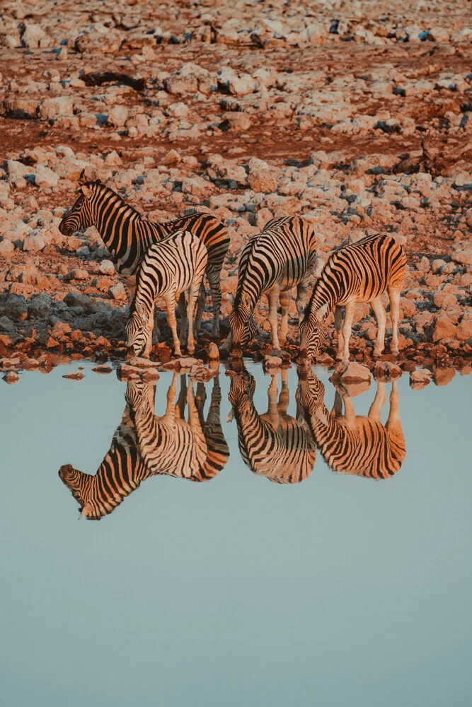 Zebras - Fineart photography by Jonas Hafner