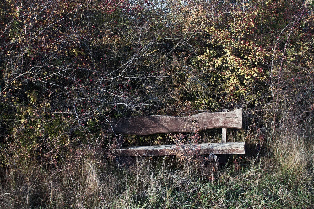 A wooded area with a bench overgrown with branches - Fineart photography by Manuela Deigert