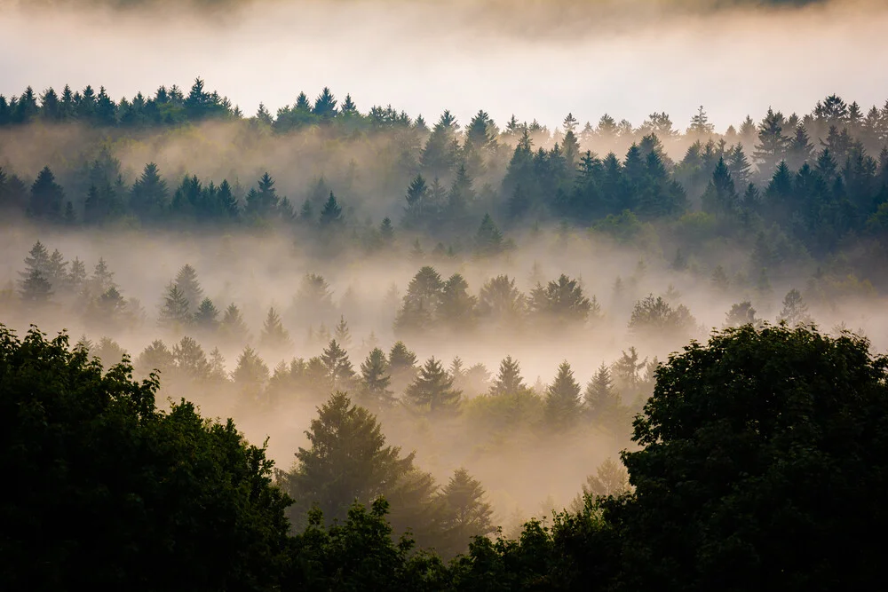 Verträumter Wald - fotokunst von Martin Wasilewski