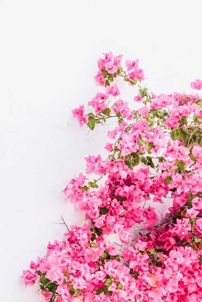 The Nature Collection | Bougainvillea - Fineart photography by Lotte Wildiers