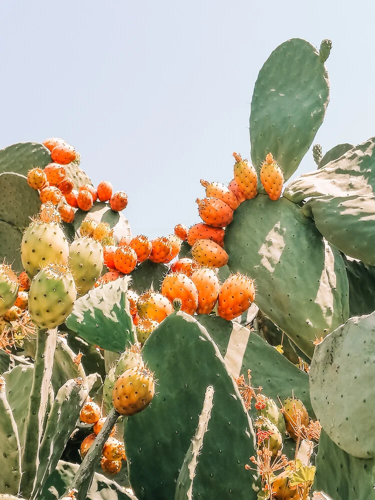 The Nature Collection | Cactus - fotokunst von Lotte Wildiers