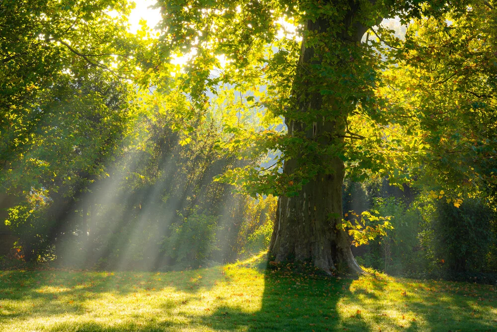 Plane Tree on a misty Autumn Morning - Fineart photography by Martin Wasilewski