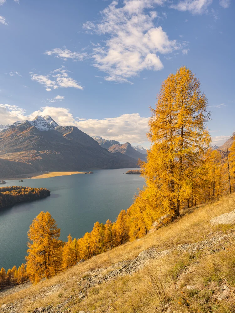 Gelbe Lärchen am Silsersee in der Schweiz - fotokunst von Michael Valjak