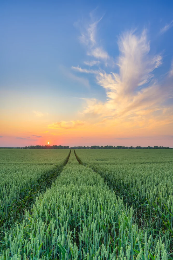 Sunset in wheat field - Fineart photography by Michael Valjak