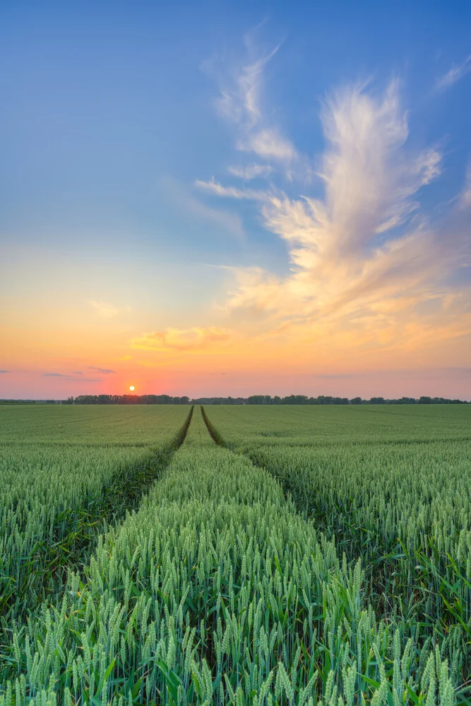 Sonnenuntergang im Weizenfeld - fotokunst von Michael Valjak