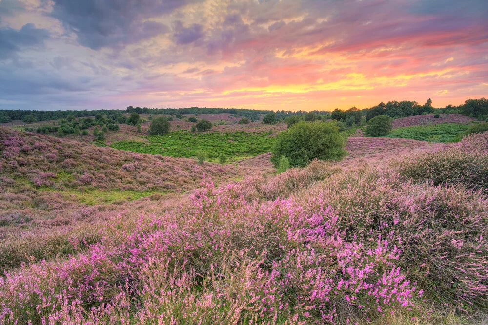 Heath bloom in the Veluwezoom National Park - Fineart photography by Michael Valjak