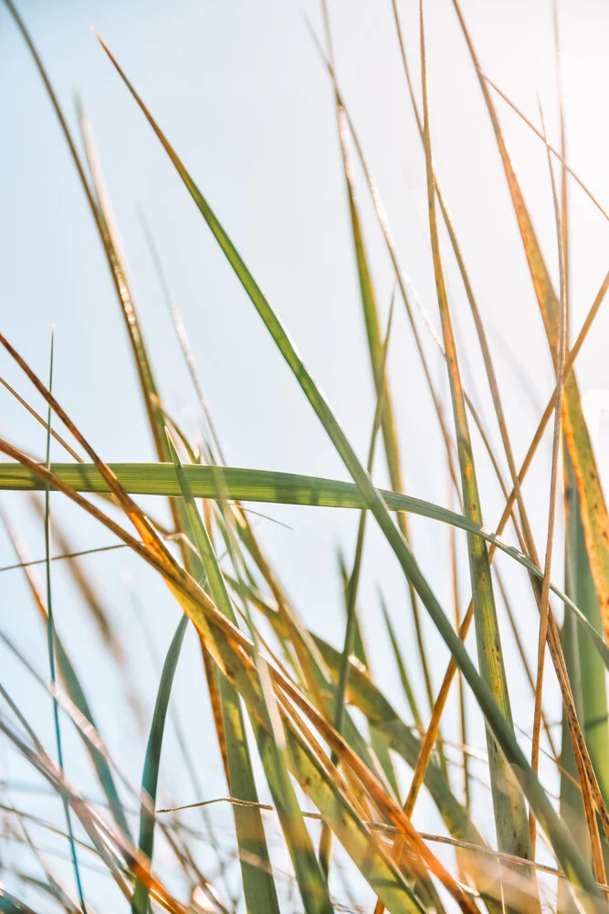 The Nature Collection | Sea Grass II - fotokunst von Lotte Wildiers