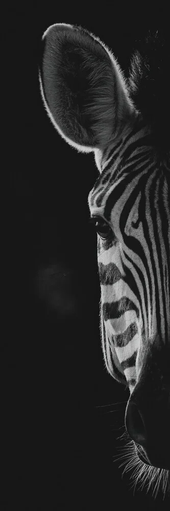 Portrait Zebra - fotokunst von Dennis Wehrmann