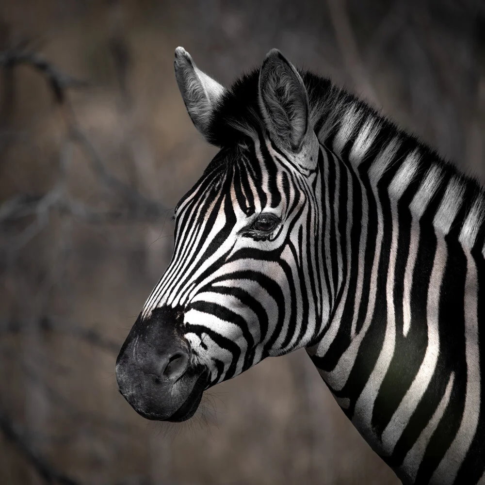 Portrait Zebra - fotokunst von Dennis Wehrmann