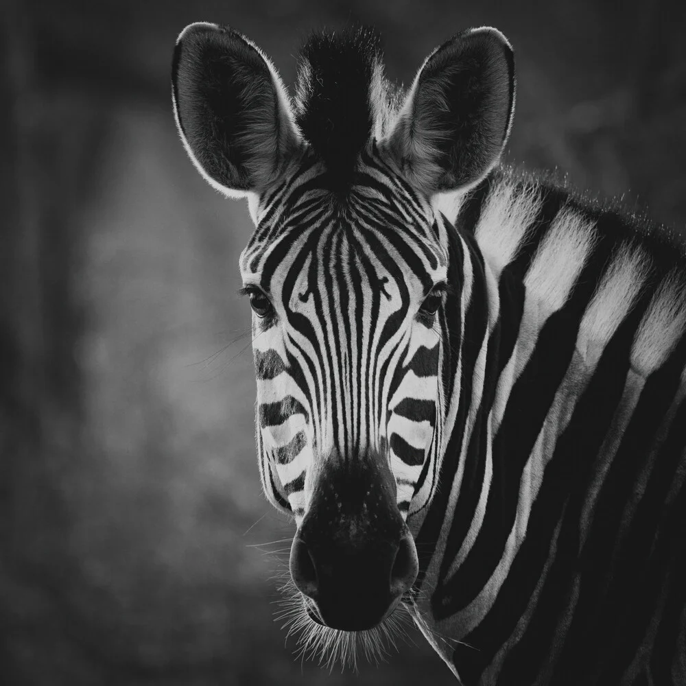 Portrait Zebra - fotokunst von Dennis Wehrmann