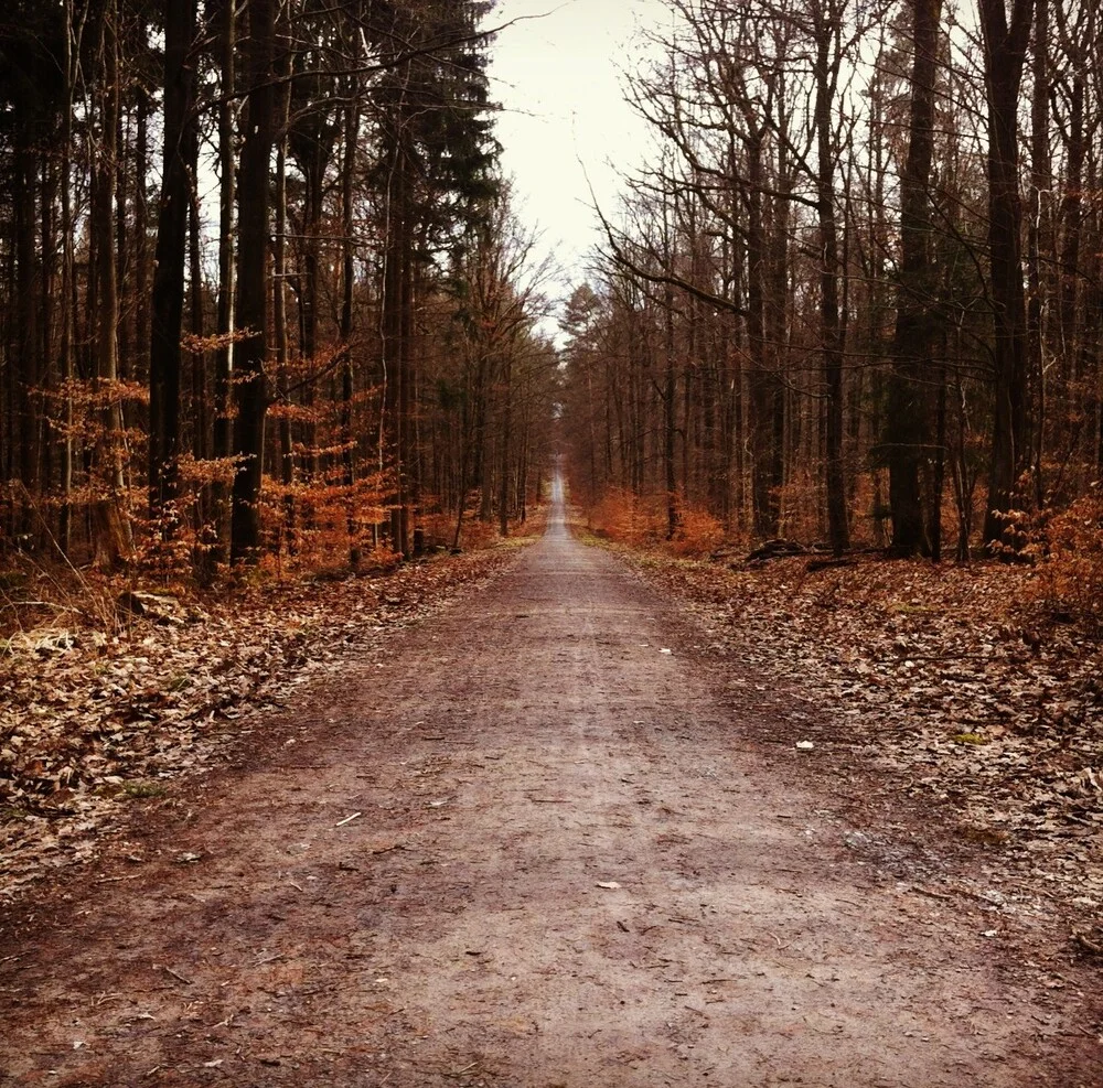 Weg in den Wald - fotokunst von Michael Brandone