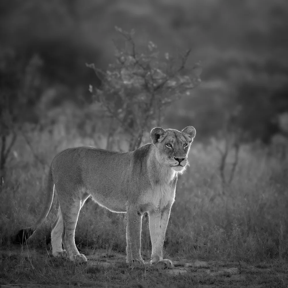 Portrait Lioness - Fineart photography by Dennis Wehrmann