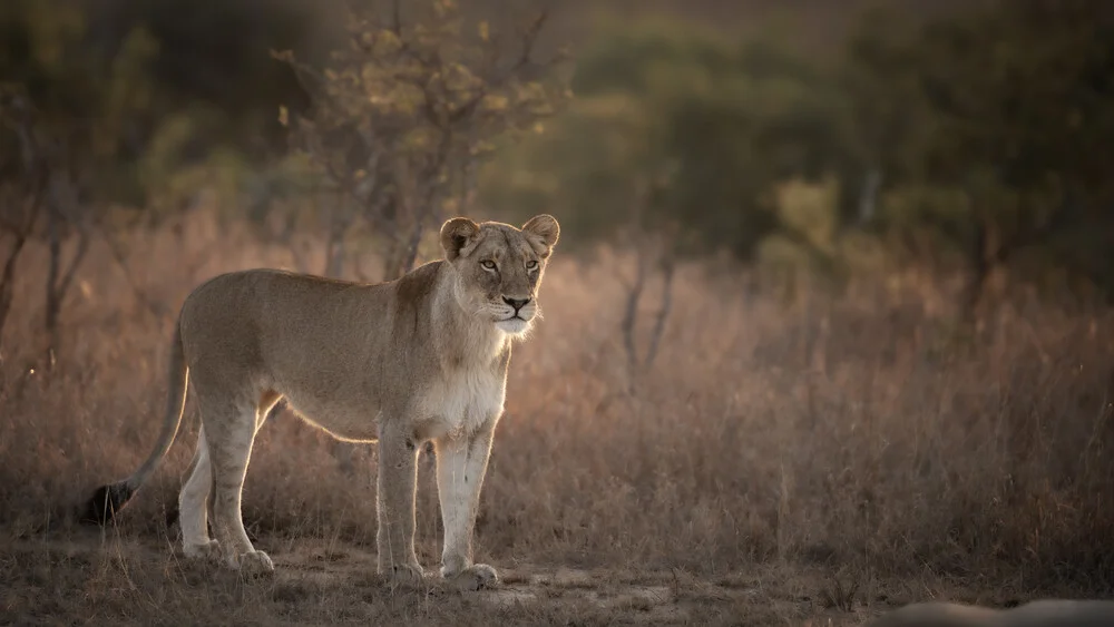 Portrait lioness - Fineart photography by Dennis Wehrmann