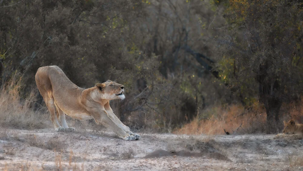 Portrait lioness - Fineart photography by Dennis Wehrmann