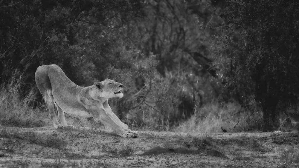 Portrait lioness - Fineart photography by Dennis Wehrmann