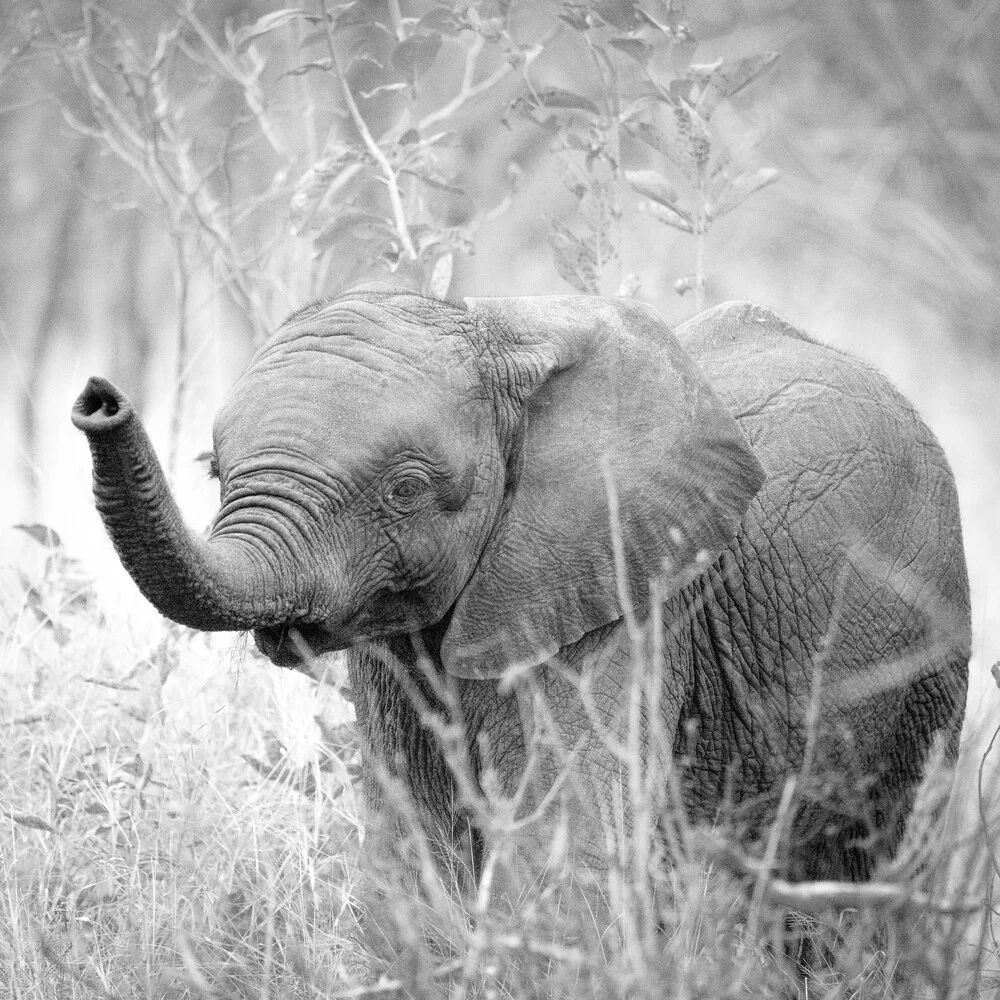 Portrait Babyelefant - fotokunst von Dennis Wehrmann