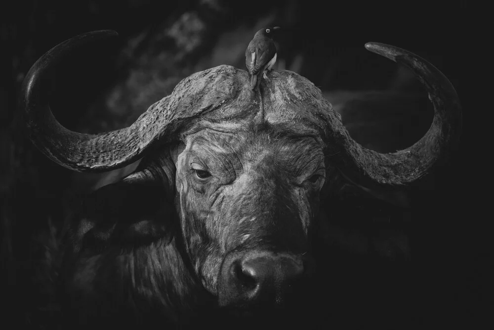 Portrait Büffel - fotokunst von Dennis Wehrmann
