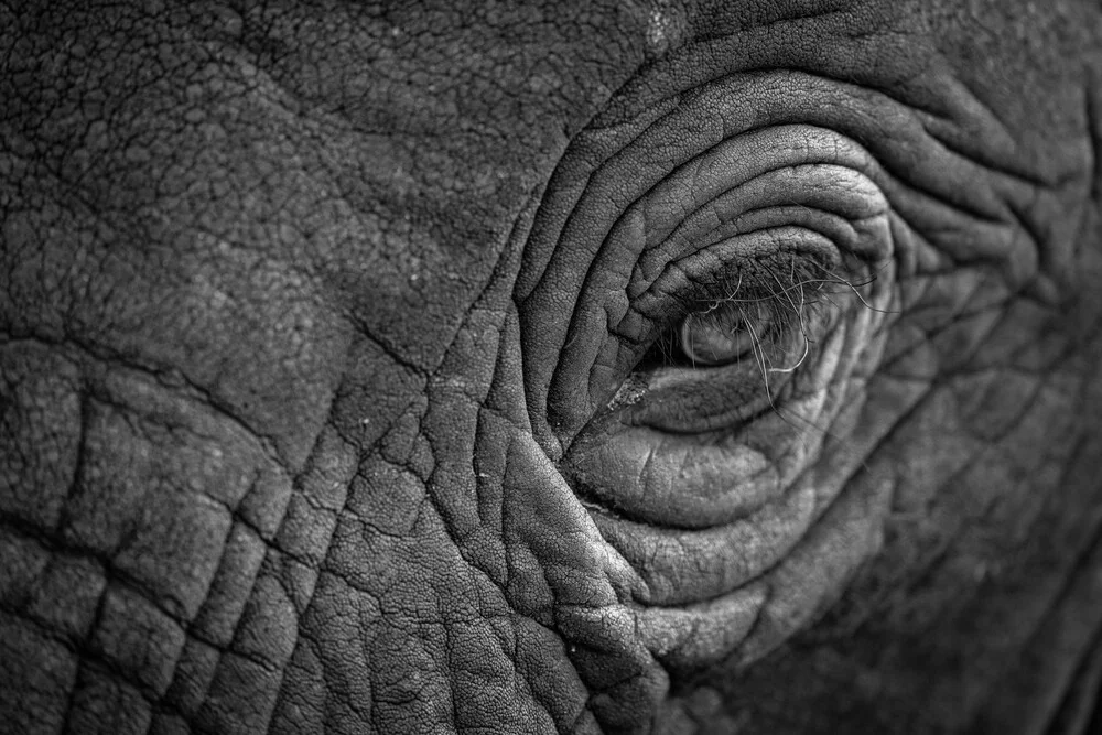 In the eye of an elephant - Fineart photography by Dennis Wehrmann