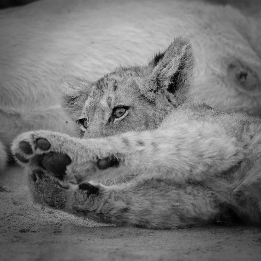 Portrait lion cub - Fineart photography by Dennis Wehrmann
